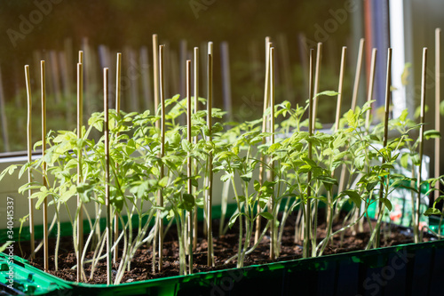 Homemade tomato seedlings, the concept of growing homemade vegetables photo