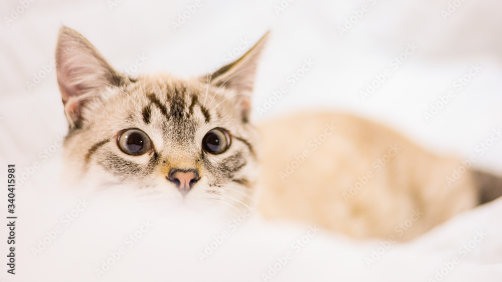 White stripped tabby cat cute in bed