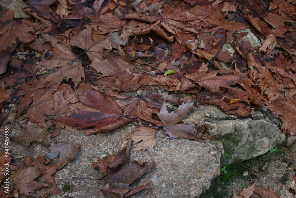 bark of a tree