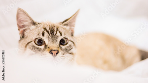 White stripped tabby cat cute in bed