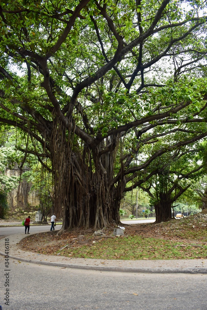 People are walking under a very big and old tree in a park in Havana