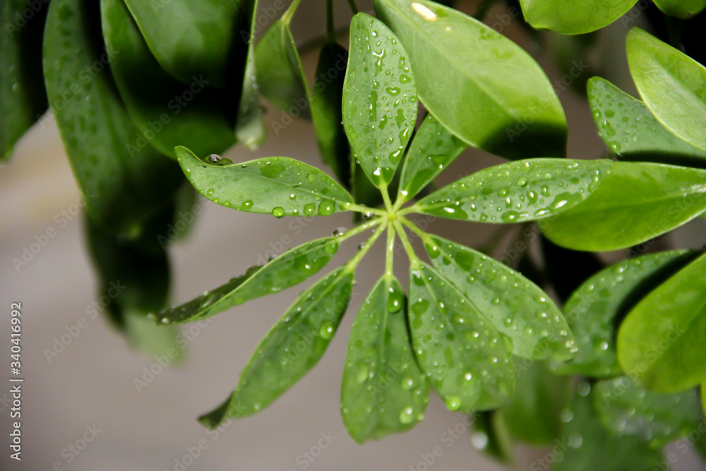 Green wet leaves. A plant with dew drops. Green wet leaves. A plant with dew drops.