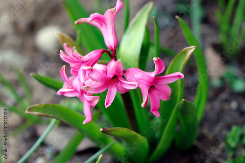 Pink and purple hyacinth in the early sping. Spring flowers. Hyacinth flower