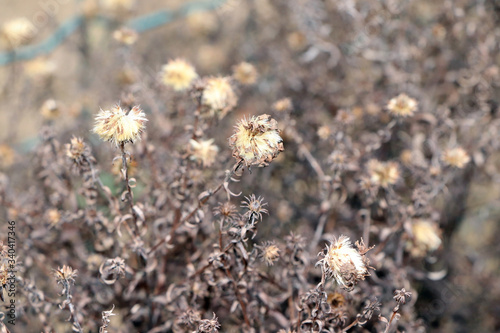 Dried aster flowers in the early spring. Michaelmas daisy. Field of aster