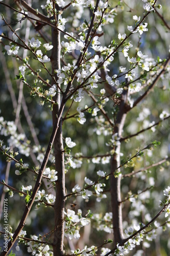 tree in spring © Alaa