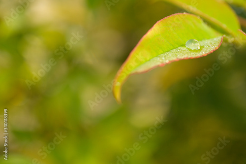Close-up of a green leaf with a droplet of water. Reflection in the droplet. Colorful background