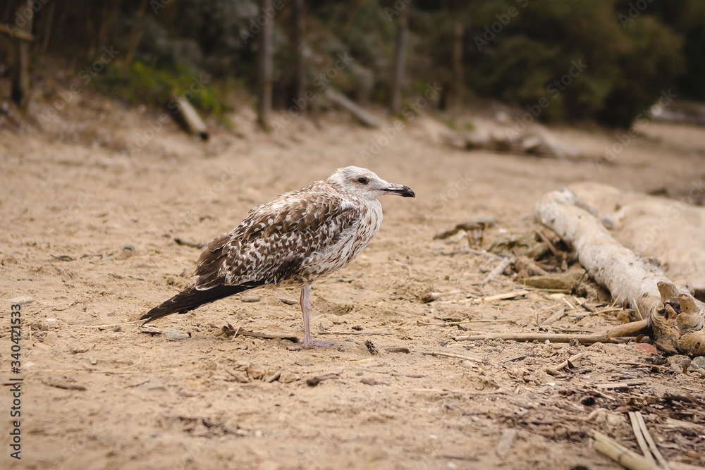 Mouette - gabian Mouette - gabian