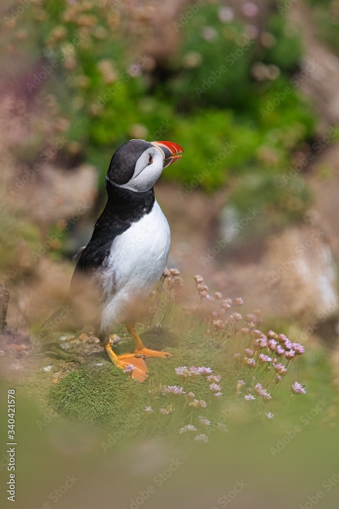 Naklejka premium Close-up of a puffin, Atlantic Puffin, Puffin, Fratercula artica, artic black and white cute bird with red bill sitting on the rock, Sea bird from Iceland. Cute bird on the rock cliff