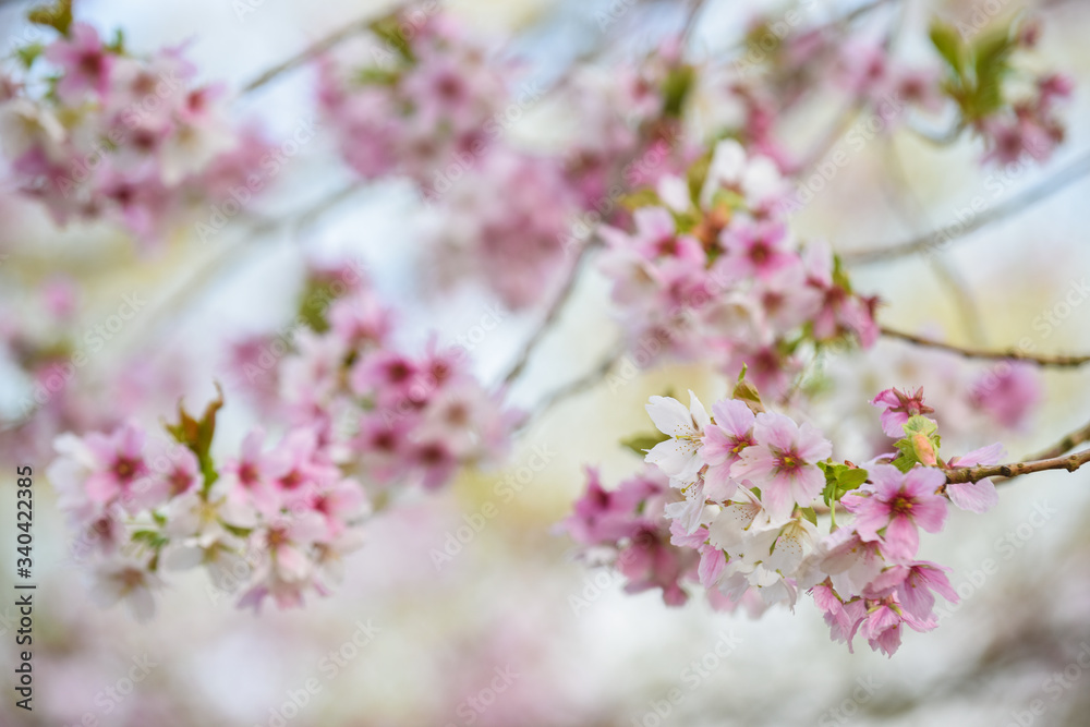 Blossom tree with pink flower petals on natural blue sky background