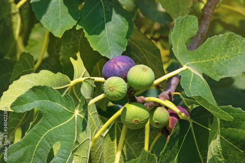 Branches of fig tree ( Ficus carica ) with leaves and fruits on sunny autumn day