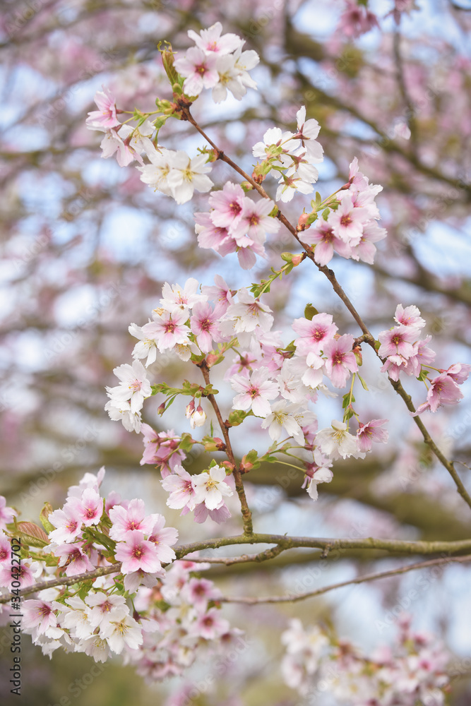 Blossom tree with pink flower petals on natural blue sky background Blossom tree with pink flower petals on natural blue sky background