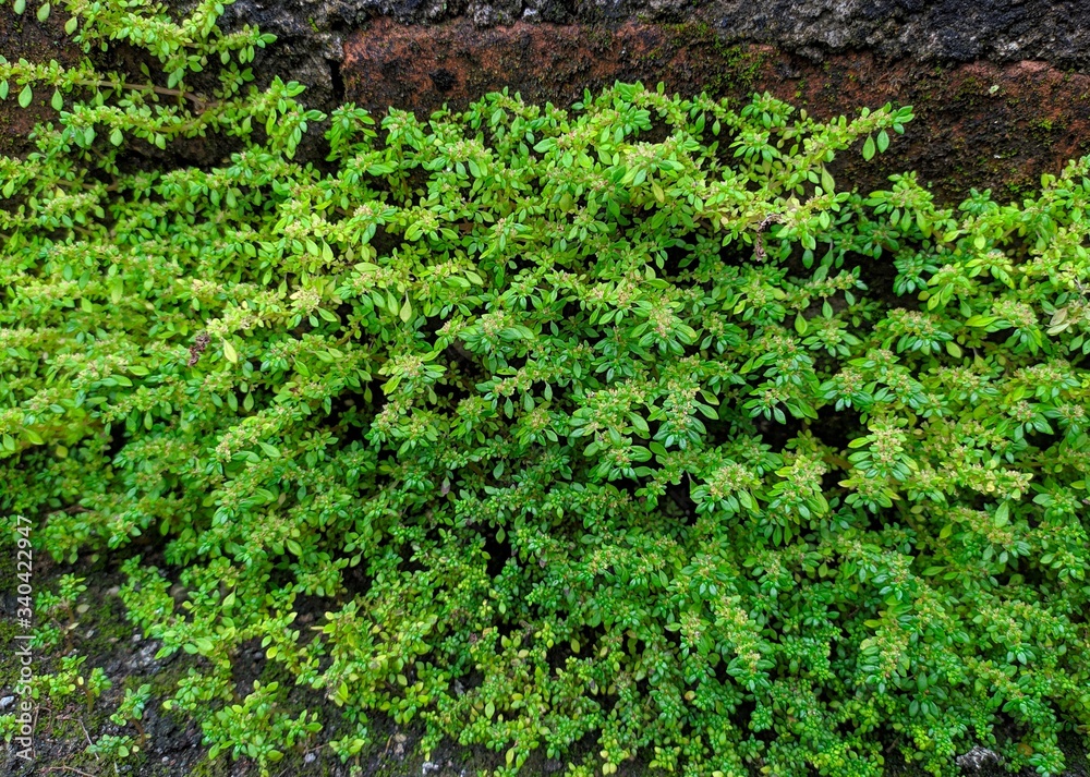 Pilea microphylla is also known as rockweed, moss on the wall, small grass growing in brick walls Pilea microphylla is also known as rockweed, moss on the wall, small grass growing in brick walls