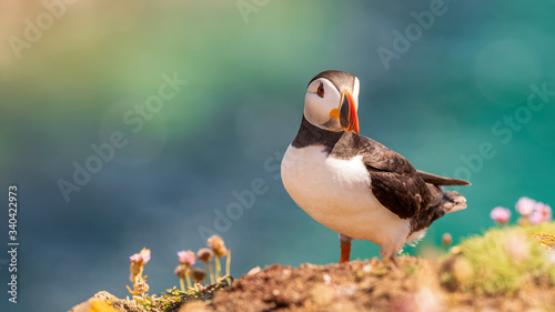 Atlantic puffin also know as common puffin is a species of seabird in the auk family. Iceland, Norway, Faroe Islands, Newfoundland and Labrador in Canada are known to be large colony of this puffin.