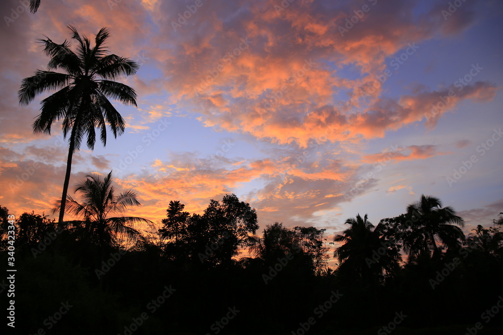 Colorful landscape with palm tree in the evening