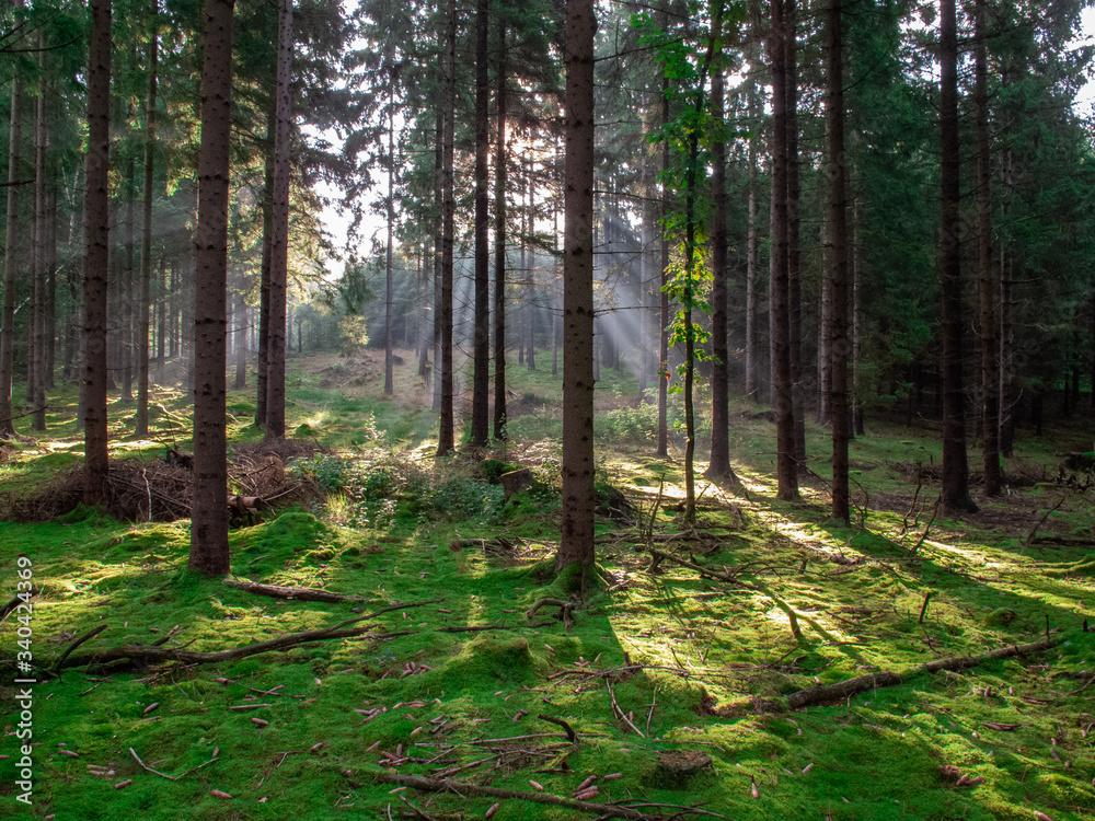 Fototapeta premium LAS W CZECHACH O ZACHODZIE WIOSNĄ. ŚWIATŁO PRZEZ DRZEWA
