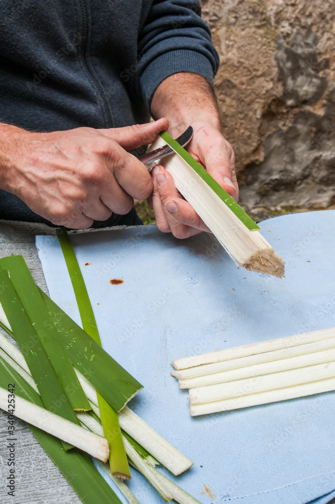 Papyrus paper artisan in Syracuse cutting the stem of a papyrus plant