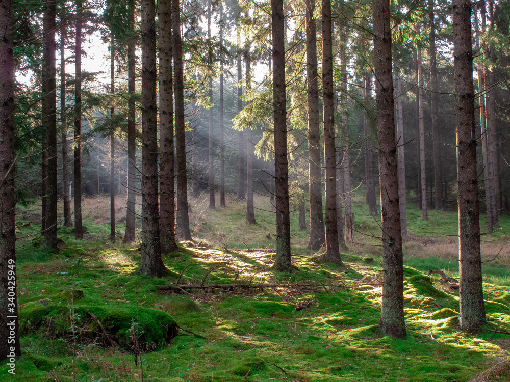 Fototapeta premium FOREST IN THE CZECH REPUBLIC WHEN SUNSET IN THE SPRING. LIGHT THROUGH BETWEEN TREES