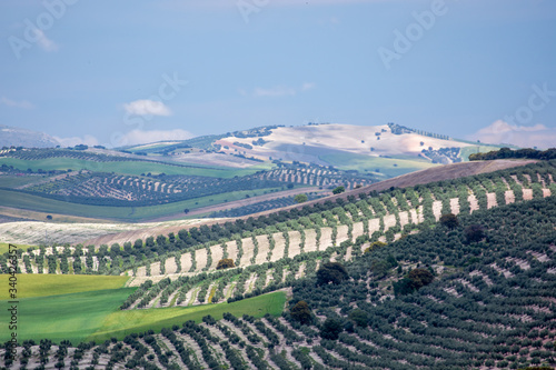 Andalusian hills with extensive olive groves with some holm oaks between them and green cereal fields