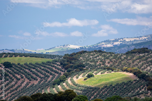 Andalusian hills with extensive olive groves with some holm oaks between them and green cereal fields