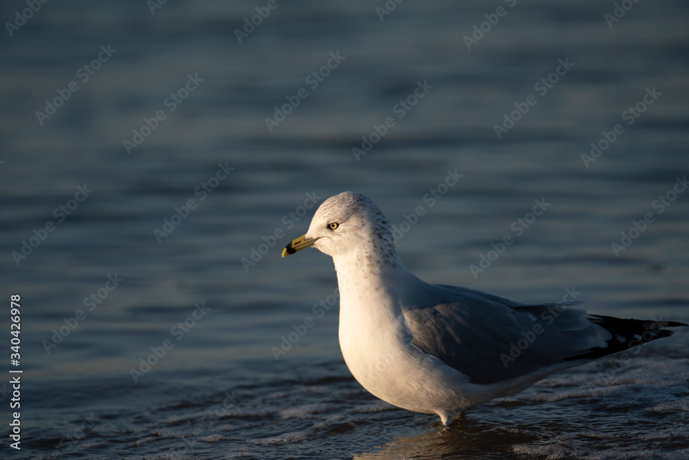 Ring Billed Gull Ring Billed Gull
