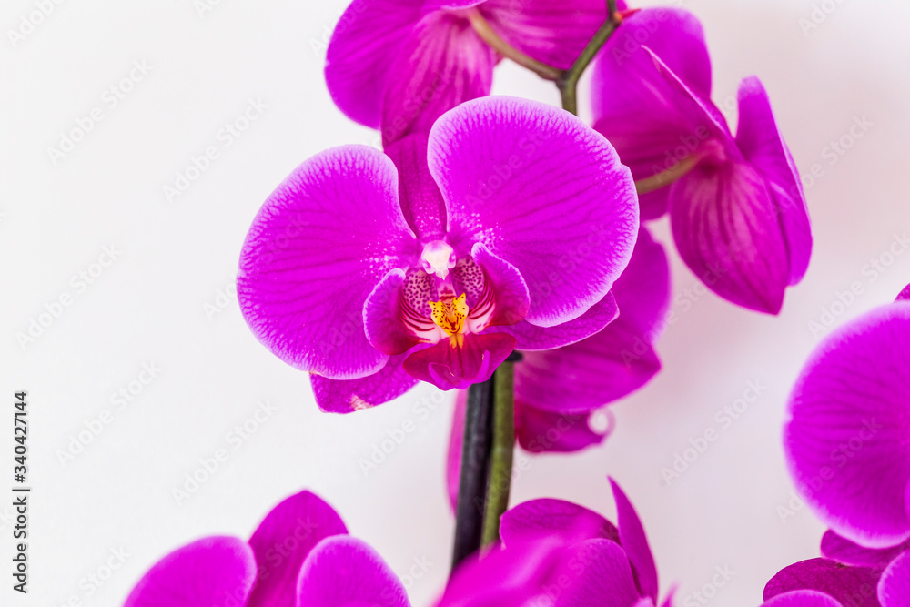 beautiful purple Phalaenopsis orchid flowers, isolated on white background. Floral tropical design element for cosmetics, perfume, beauty care products. beautiful purple Phalaenopsis orchid flowers, isolated on white background. Floral tropical design element for cosmetics, perfume, beauty care products.