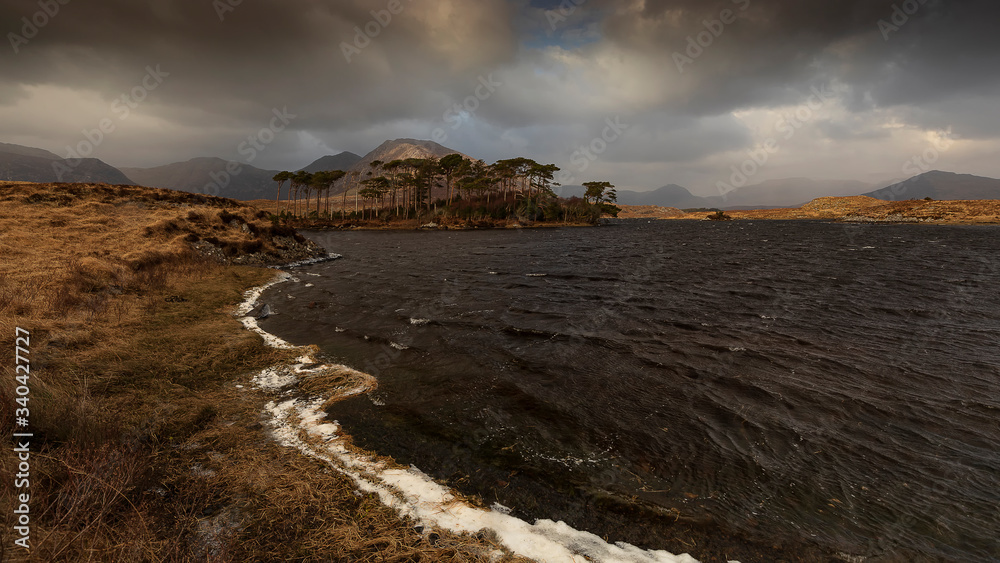Pine trees island in the Derryclare Lake in Connemara. Ireland, panoramic view of an island on a lake Connemara with pines and mountains in background