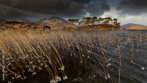 Pine trees island in the Derryclare Lake in Connemara. Ireland, panoramic view of an island on a lake Connemara with pines and mountains in background