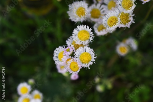 Filadelphia fleabane flowers / Asteraceae perennial plant. photo