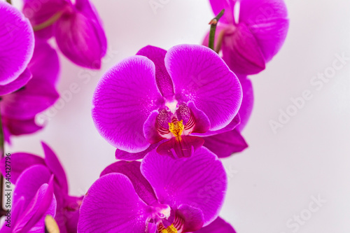 beautiful purple Phalaenopsis orchid flowers, isolated on white background. Floral tropical design element for cosmetics, perfume, beauty care products.