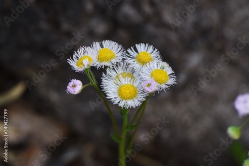 Filadelphia fleabane flowers / Asteraceae perennial plant. photo