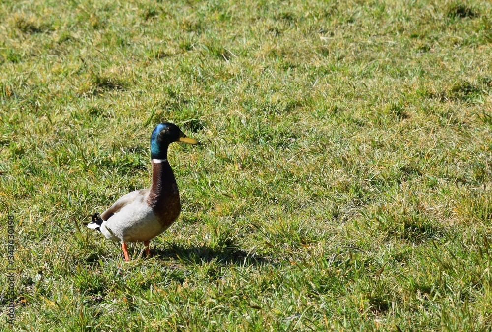 Obraz premium Anatra sull'erba verde