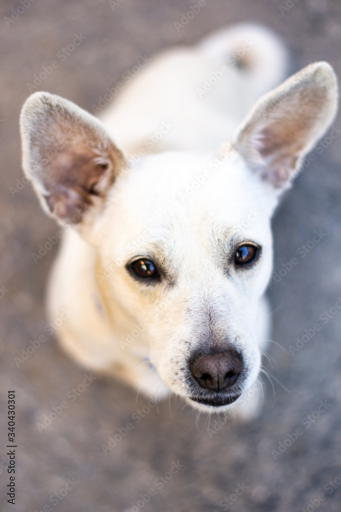 The friendly dog close-up on a fish eye lens The friendly dog close-up on a fish eye lens