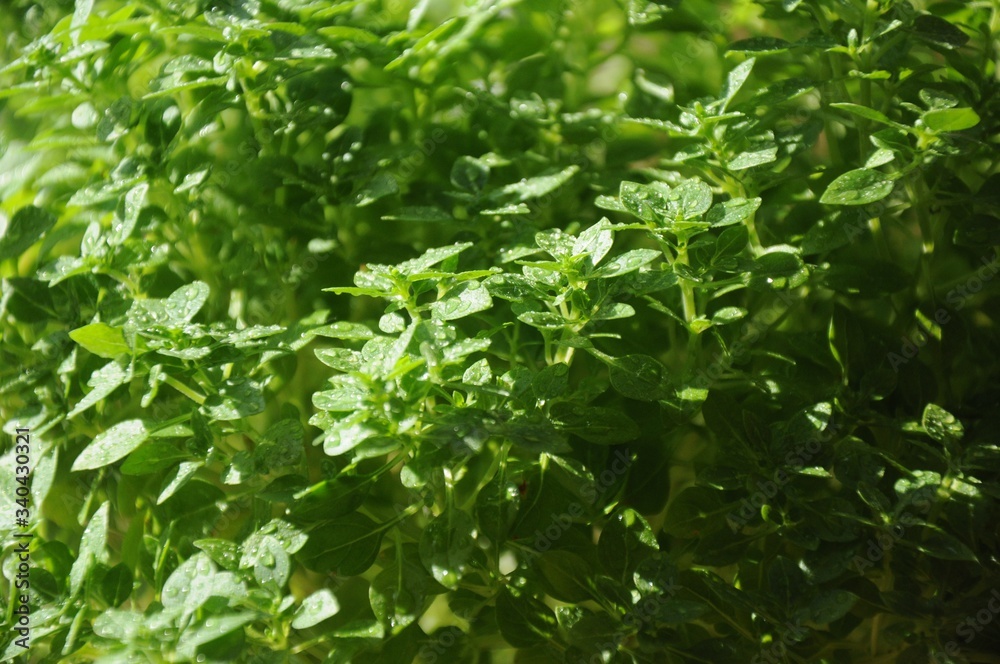 Sprigs of basil with water droplets on leaves close-up and blurred background Sprigs of basil with water droplets on leaves close-up and blurred background