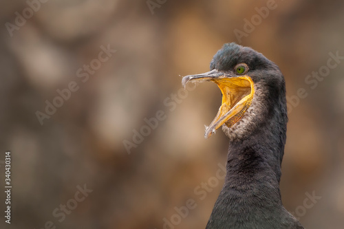 Northern gannets on a close up horizontal picture. A rare and endangered marine bird species nesting on cliffs. photo