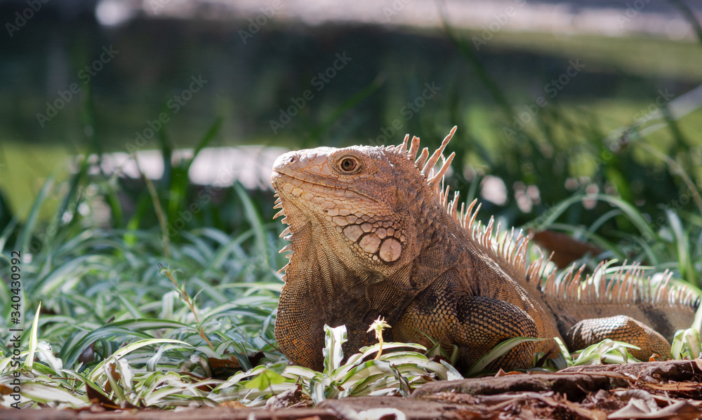 Iguana, free reptile in protected area Iguana, free reptile in protected area