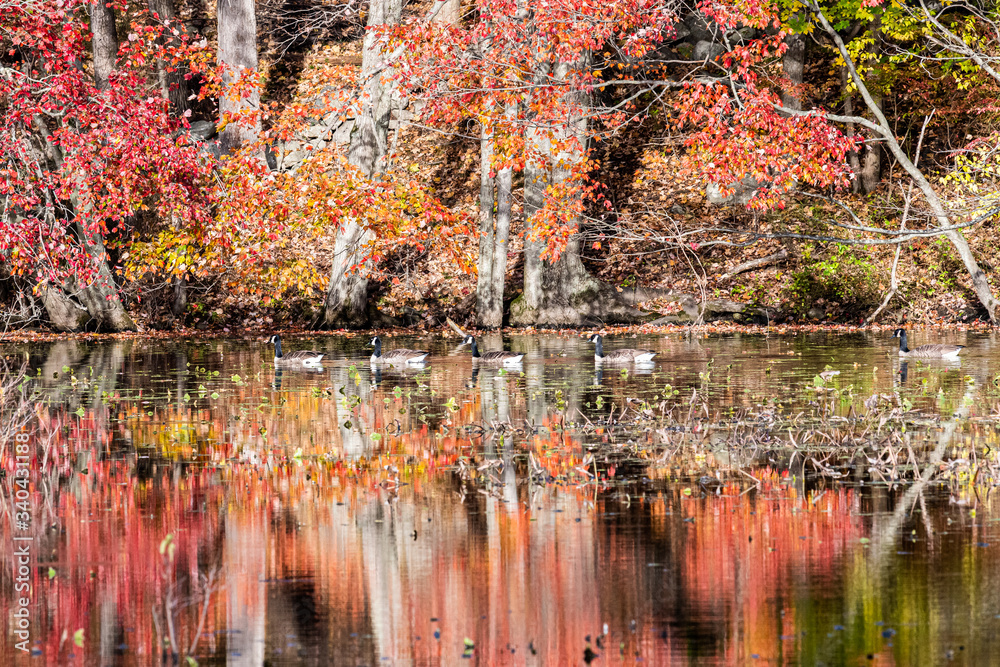 Canadian Geese and Autumn Leaves on Water
