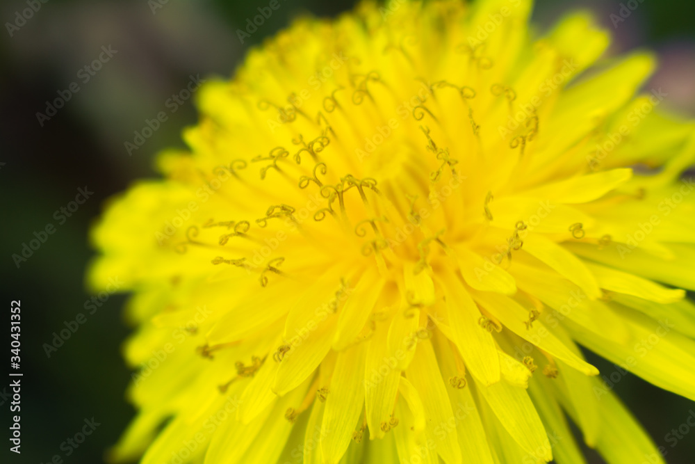 Dandelion flower close-up Dandelion flower close-up
