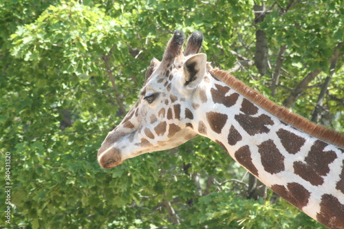 Sticker portrait of a giraffe