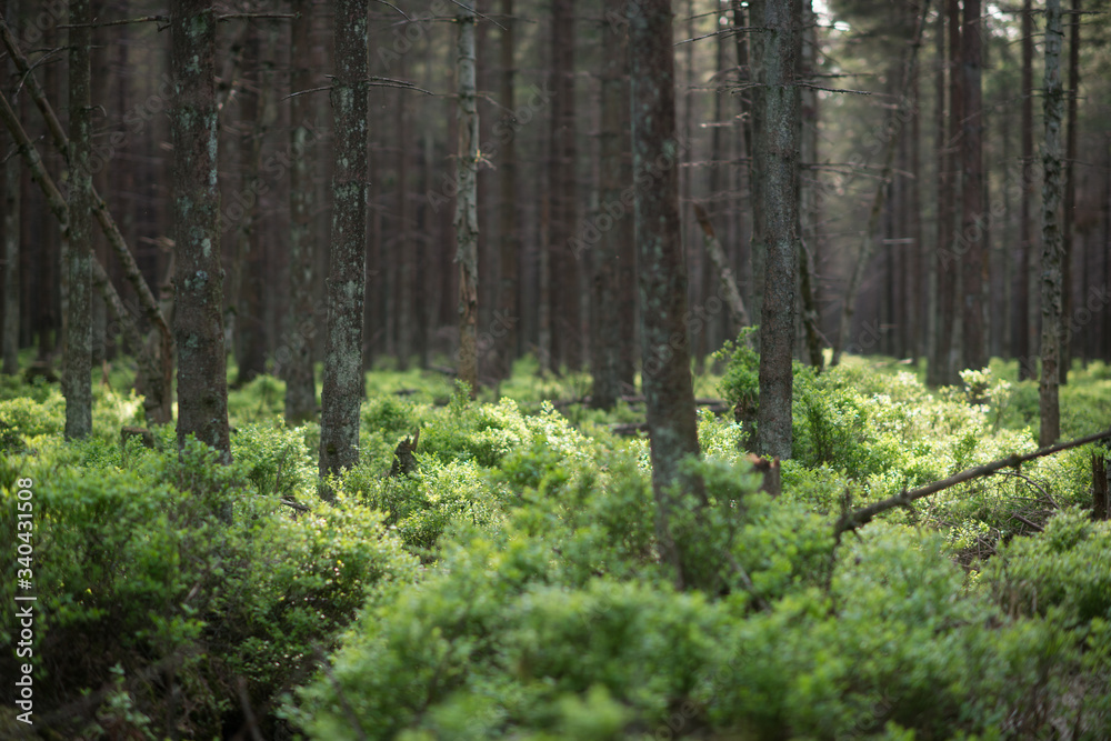 Trees in a forest Trees in a forest