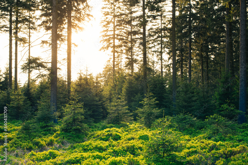 Obraz premium Drzewa w lesie