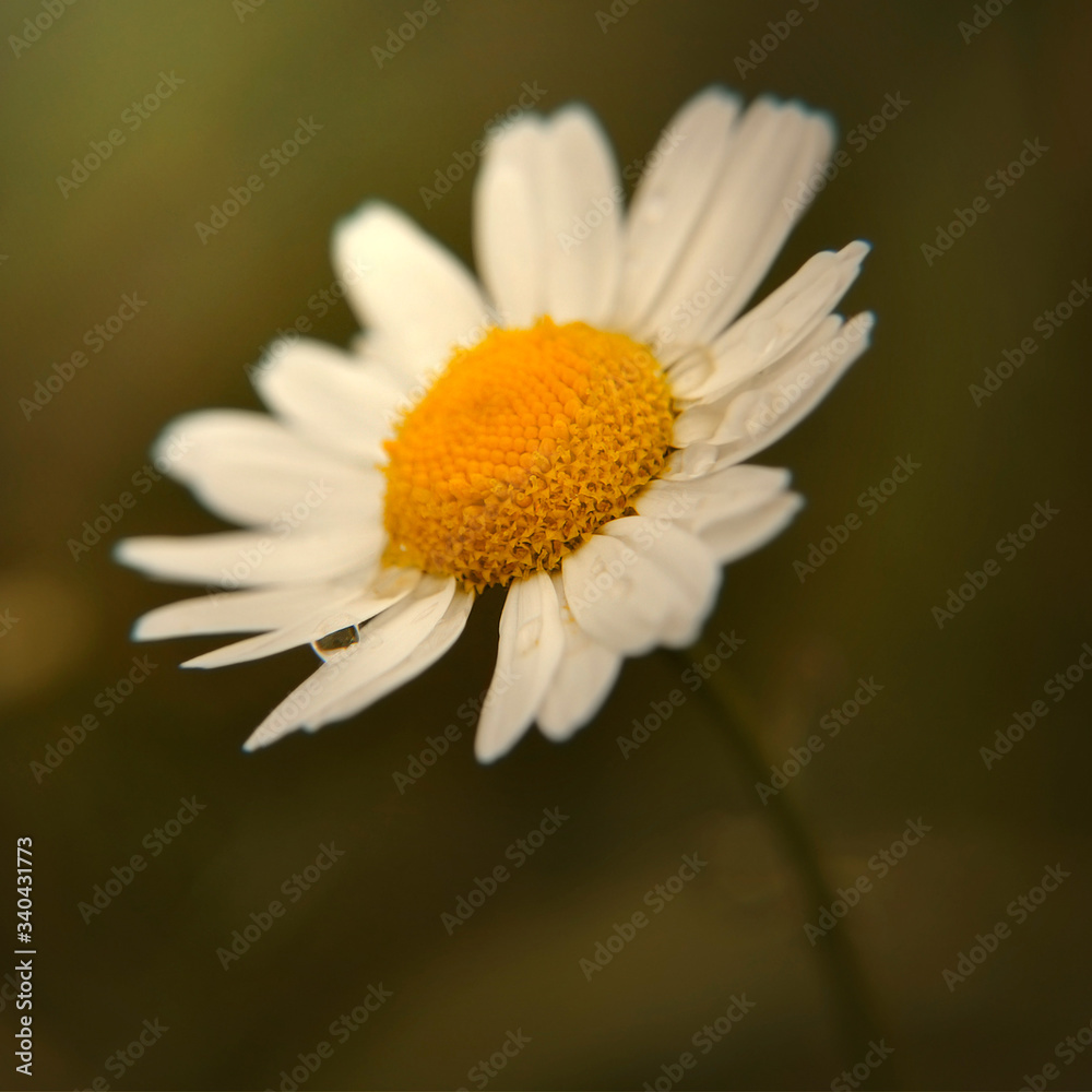 Fototapeta premium Kwiat makro