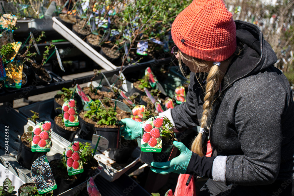 Naklejka premium Female customer with braid choosing raspberry cutting in garden store in Wrocław, Poland.