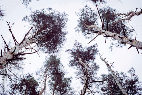 Pine twigs on sky background