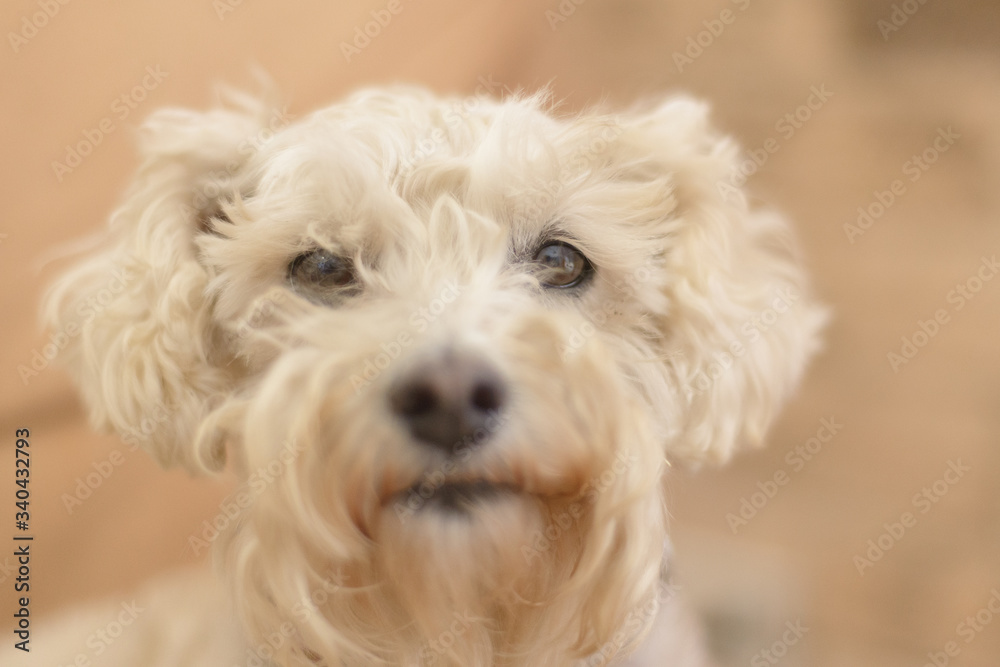 White poodle dog starring