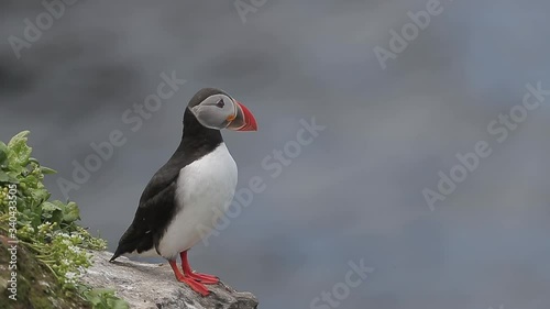 Atlantic Puffin standing on Cliff on Grimsey Island off the coast of Iceland	
