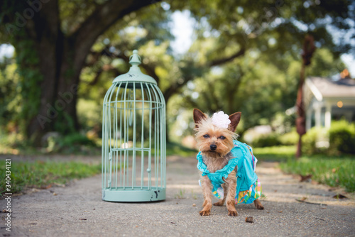 dog out of cage