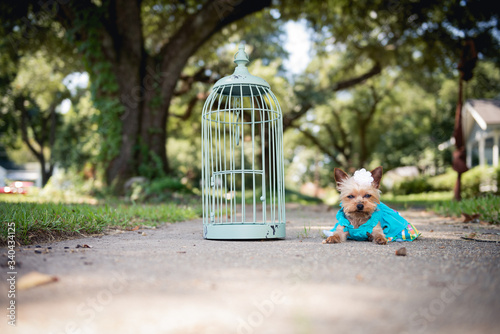 Out of the cage