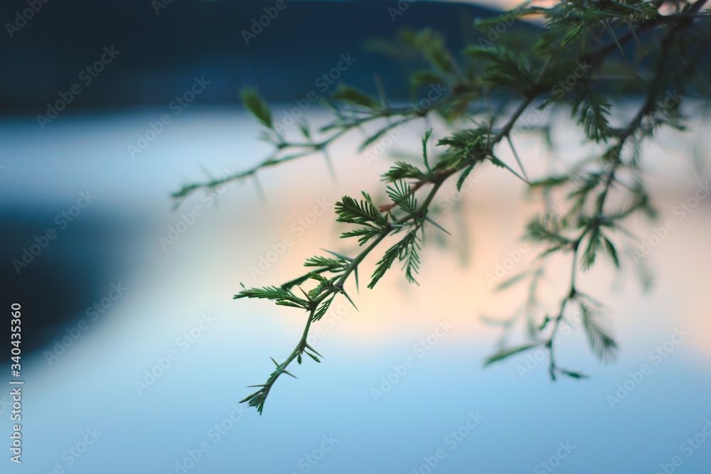 Obraz premium Spines and leaves of a needle bush (Vachellia farnesiana) in San Luis, Argentina. Close up detail.