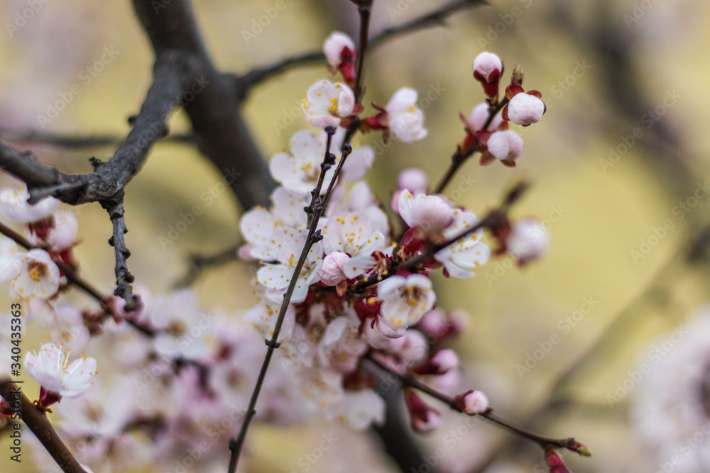 Apricot tree fairy flowers soft focus. Spring pink flowers on apricot tree branch close up Apricot tree fairy flowers soft focus. Spring pink flowers on apricot tree branch close up