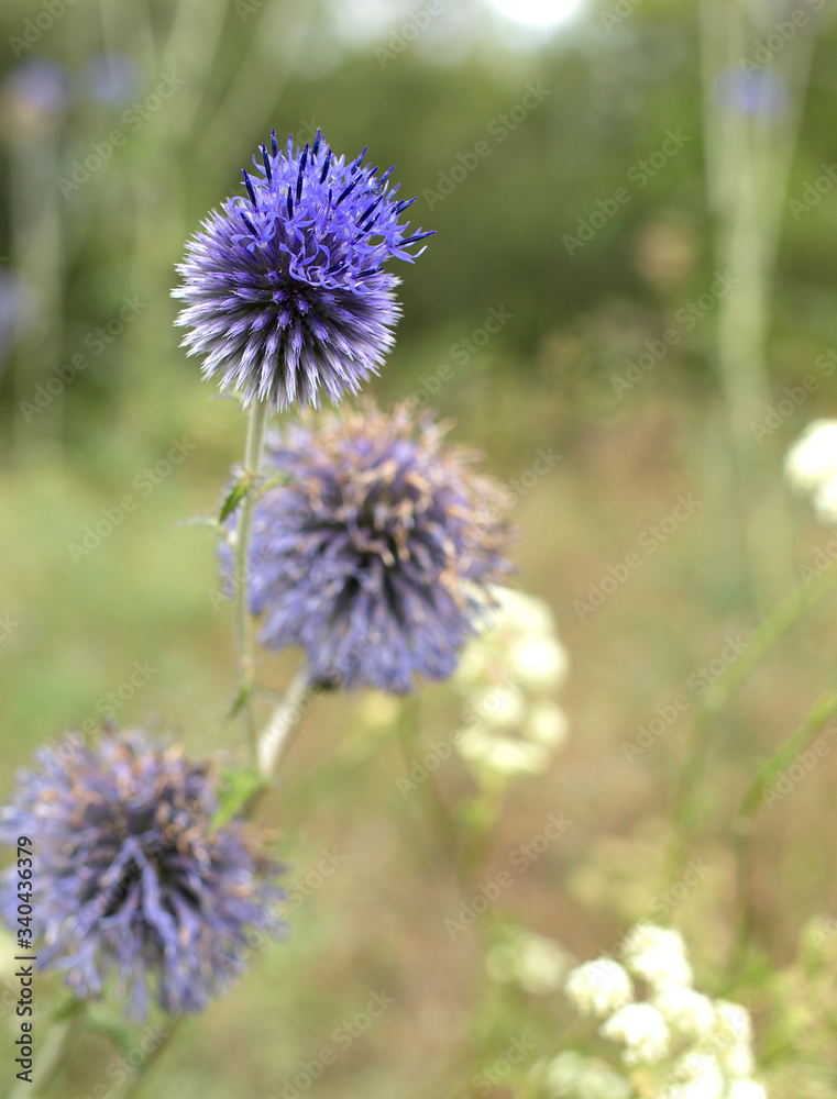 Purple flowers in nature. Beautiful blue globe thistle with wasp in a garden, close up.Echinops banaticus Blue Glow Globe Thistle. Purple flowers in nature. Beautiful blue globe thistle with wasp in a garden, close up.Echinops banaticus Blue Glow Globe Thistle.